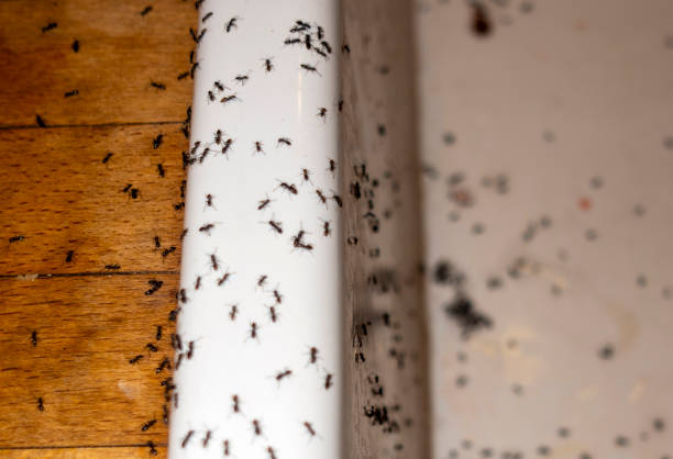 Best Wasp Removal Services  in Lockport, NY