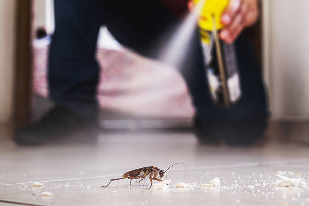Best Best Pest Control Companies  in Lockport, NY